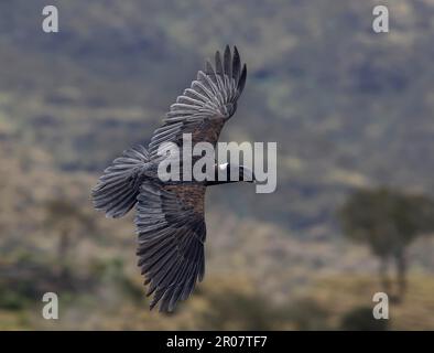 Archaven, corbeaux à bec épais (Corvus crassirostris), corvidés, oiseaux chanteurs, animaux, oiseaux, Raven à bec épais adulte, en vol, montagnes Simien Banque D'Images