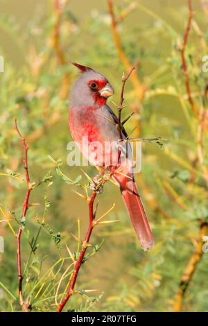 Pyrrhuloxia (Cardinalis sinuatus) adulte mâle, perchée sur la branche (U.) S. A. Banque D'Images