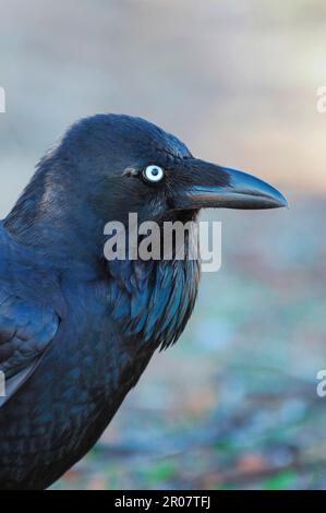 Corbeau australien (Corvus coronoides), sud, corneilles de New Holland, corbeau, corvidés, Oiseaux chanteurs, animaux, oiseaux, corbeau australien adulte, gros plan de la tête Banque D'Images