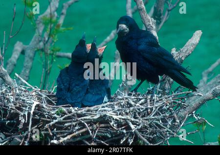 Rok, freux (Corvus frugilegus), Crow, corvidés, oiseaux chanteurs, Animaux, oiseaux, cochet au nid avec jeunes dans le frêne Banque D'Images