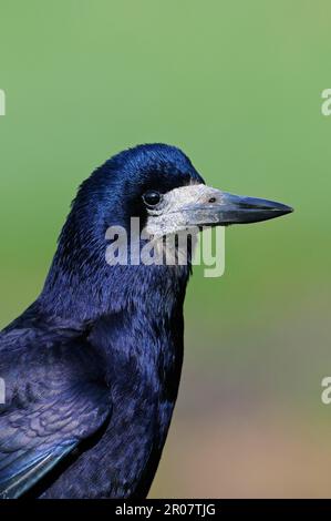 Rook (Corvus frugilegus) adulte, gros plan de la tête, Oxfordshire, Angleterre, Royaume-Uni Banque D'Images