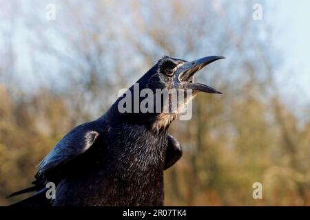 Rok, freux (Corvus frugilegus), corbeau, corvidés, oiseaux chanteurs, animaux, oiseaux, rook adulte, appel, gros plan de la tête, Warwickshire, Angleterre, United Banque D'Images