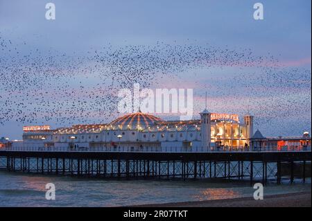 Esturling commun (Sturnus vulgaris), en vol au-dessus de la mer, s'est rassemblé dans la soirée à Brighton Pier, East Sussex, Angleterre, Grande-Bretagne Banque D'Images