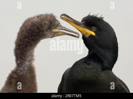 European Shag (Phalacrocorax aristotelis) adulte avec poussin, gros plan des têtes, îles Farne, Northumberland, Angleterre, juin, Shag, animaux, oiseaux Banque D'Images