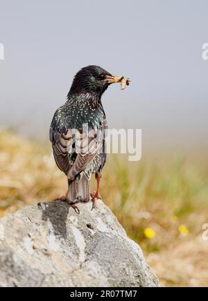 Starling commun (Sturnus vulgaris zetlandicus) sous-espèce Shetland intermédiaire, adulte, avec nourriture dans le bec, Uist du Sud, Hébrides extérieures, Écosse Banque D'Images