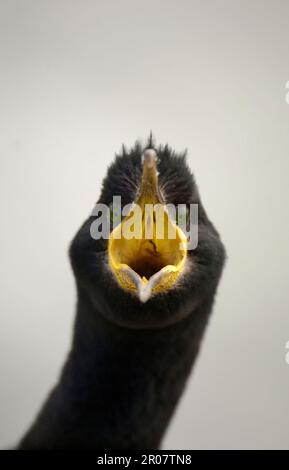 Chags communs européens (Phalacrocorax aristotelis), animaux, oiseaux Banque D'Images