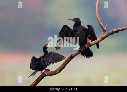 Cormorant indien (Phalacrocorax fuscicollis) adulte et immature, ailes de séchage, debout sur branche morte, Bundala N. P. Sri Lanka Banque D'Images