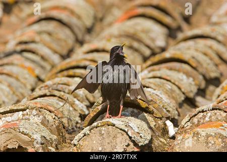 Starling Spotless (Sturnus unicolor), Starling Spotless, Starling, oiseaux chanteurs, animaux, Oiseaux, Spotless Starling adulte mâle, chantant depuis un toit en tuiles Banque D'Images