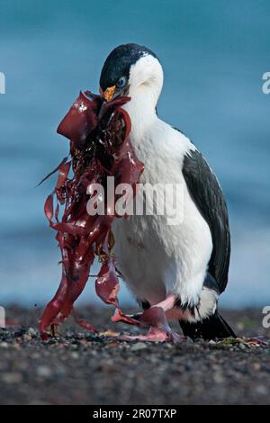 Le cerf de l'Antarctique (Phalacrocorax bransfidensis) adulte, collectant le varech pour le matériel de nidification, île Deception, îles Shetland Sud, Antarctique Banque D'Images