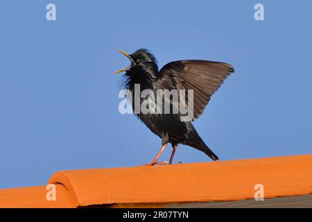 Spotless Spotless Starling (Sturnus unicolor), homme adulte, ailes chantantes et de flopping, perchées sur le toit, Monfrague, Estrémadure, Espagne Banque D'Images