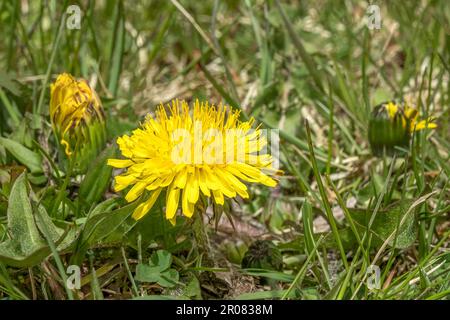 Le pissenlit, Taraxacum officinale, est une plante à feuilles larges qui peut croître dans des conditions de sol moins qu'optimales. Souvent considéré comme une mauvaise herbe à quel point pensez-vous Banque D'Images