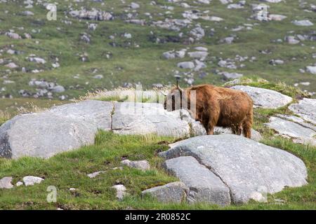 Scottish Highland Cattle Mooing dans Rocky Bogland, Harris, Isle of Harris, Hebrides, Outer Hebrides, Îles occidentales, Écosse, Royaume-Uni Banque D'Images