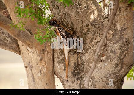 La carcasse de l'Impala est écrasée dans un arbre par le léopard, dans le parc national du Serengeti Banque D'Images