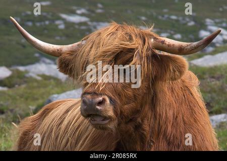 Face of Highland Cow Close Up, Hushinish, Harris, Isle of Harris, Hebrides, Outer Hebrides, Îles de l'Ouest, Écosse, Royaume-Uni, Grande-Bretagne Banque D'Images