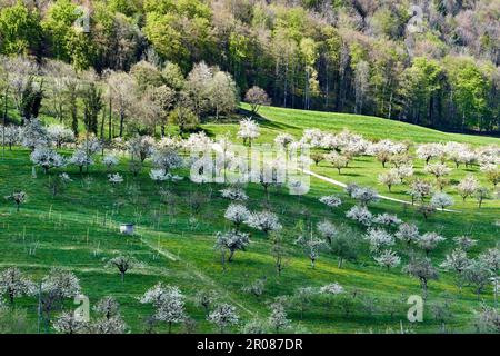 Cerisiers en fleurs à Schwarzbubenland près de Büren SO. Suisse Banque D'Images