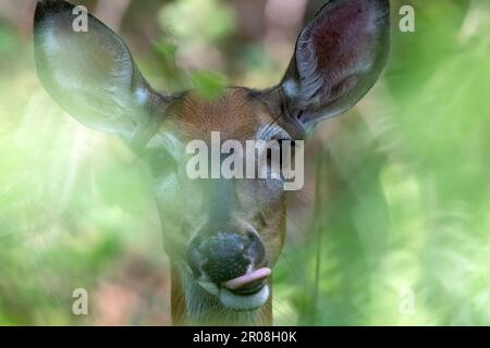 Un cerf de Virginie isolé camouflé dans les bois du sud-ouest de l'Ontario, au Canada. Banque D'Images