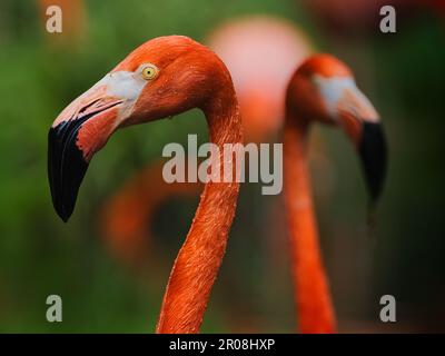 Portrait en gros plan de deux flamants roses avec plumage orange vif et fond vert doux, une élégante image d'oiseau exotique montrant la beauté gracieuse de la faune Banque D'Images