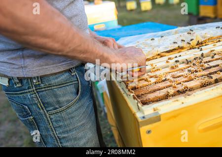 Ruches d'abeilles en soin d'abeilles avec des nids d'abeilles et des abeilles de miel. Apiculteur a ouvert la ruche pour installer un cadre vide avec de la cire pour la récolte du miel. Banque D'Images