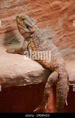 Un dragon mâle au bord du soleil dans son terrarium Banque D'Images