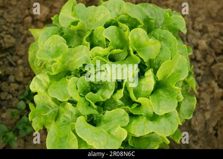 Bio vert récolte de feuilles d'oakleaf agriculteur agriculture serre folio et agricole jardin récolte de feuilles annelée laitue rouge Lactuca sativa alimentaire Vero Banque D'Images