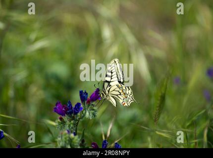 Papilio machaon papillaire à queue d'aronde se nourrissant de nectar. Sassari. Sardaigne, Italie Banque D'Images