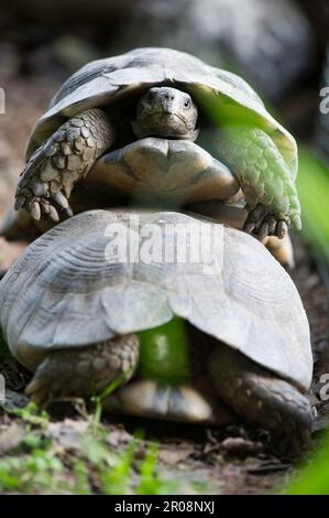 Accouplement de deux tortues marginalisées (Testudo marginata), originaires du sud de l'Europe. Sardaigne Italie Banque D'Images