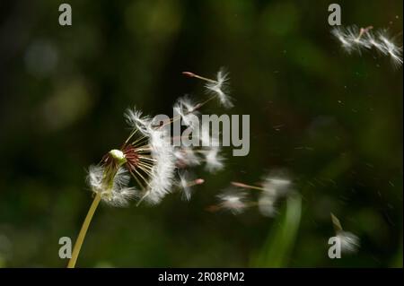 Taraxacum officinale, le pissenlit ou pissenlit commun, Sardaigne, Italie Banque D'Images