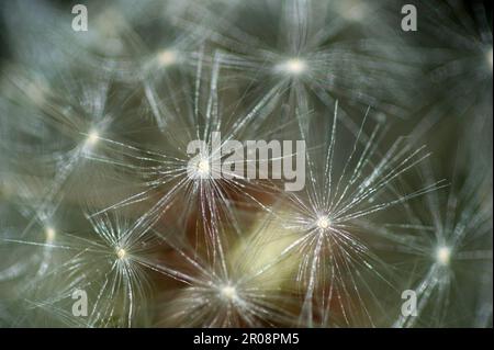 Taraxacum officinale, le pissenlit ou pissenlit commun, Sardaigne, Italie Banque D'Images