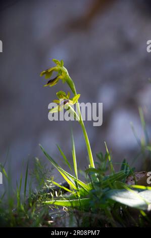 Orchidée sauvage, Orchidea. Ophrys lutea. Capo Caccia. Alghero. Sardegna. Italia. JAUNE OFRIDE Banque D'Images