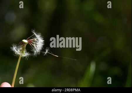 Taraxacum officinale, le pissenlit ou pissenlit commun, Sardaigne, Italie Banque D'Images
