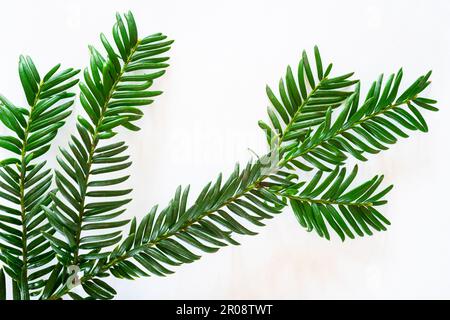 Image détaillée de branches avec aiguilles vertes fraîches d'un arbre à Yew (Taxus baccata) Banque D'Images