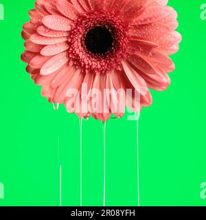 concept de fraîcheur par gerbera rose fleur de marguerite avec l'eau couler sur fond vert Banque D'Images
