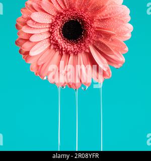 beauté nature concept par gerbera rose marguerite fleur avec eau couler sur fond bleu Banque D'Images