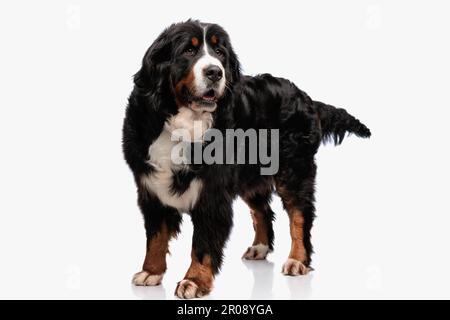 curieux chien de montagne bernois debout et regardant autour, ouvrant la bouche et cherchant tout en se tenant en face de fond blanc dans le studio Banque D'Images