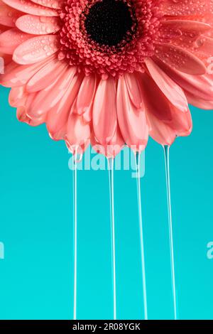 rose gerbera fleur de marguerite avec eau couler comme cascade sur fond bleu, concept de fraîcheur Banque D'Images