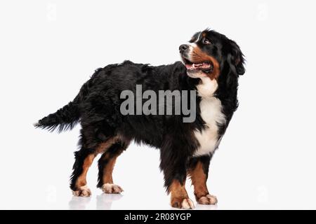 joyeux chien de montagne bernois se panant avec la langue dehors et regardant derrière tout en se tenant devant un fond blanc en studio Banque D'Images