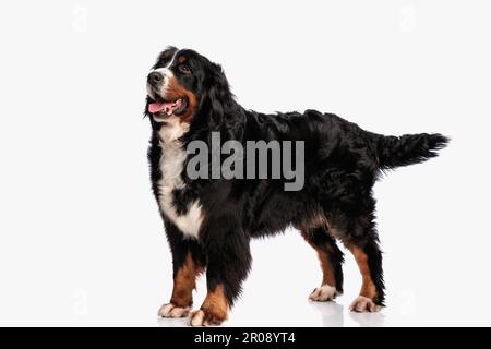 vue latérale du chien de montagne bernois heureux avec la langue dehors panting et debout devant un fond blanc dans le studio Banque D'Images