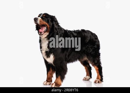 chien berna endormi, debout et bâillant sur fond blanc en studio Banque D'Images