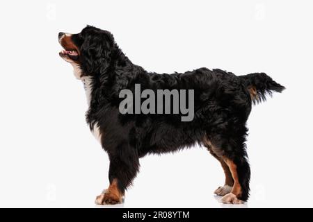 vue latérale du magnifique chien de montagne bernois se panant et regardant vers le haut tout en se tenant en face de fond blanc dans le studio Banque D'Images