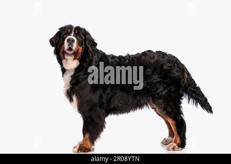 magnifique berna berger chiot debout et panant sur fond blanc tout en paniquant avec la langue dehors Banque D'Images