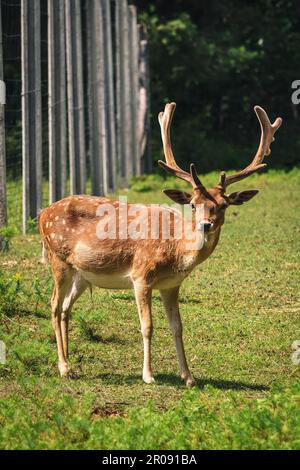 Portrait d'un animal mignon avec des cornes. Flow cerf sur l'herbe verte. Banque D'Images