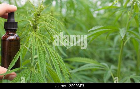 Une main tenant une bouteille d'huile de cannabis, en gros plan, plante laisse la toile de fond. Banque D'Images