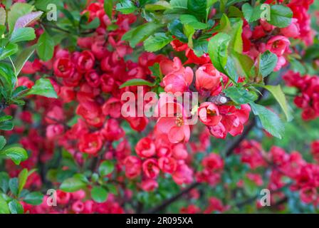 Chaenomeles, gros plan des fleurs de coing japonais, bourgeons roses de plantes à fleurs de la famille des Rosaceae. Chaenomeles speciosa, arbuste, arbre, pousse en te Banque D'Images