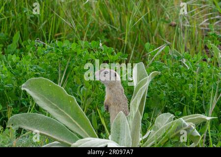 Gros plan chiens de prairie à rongeurs cynomys ludovicianus animal à l'intérieur de la zone verte. Mise au point sélective. Banque D'Images