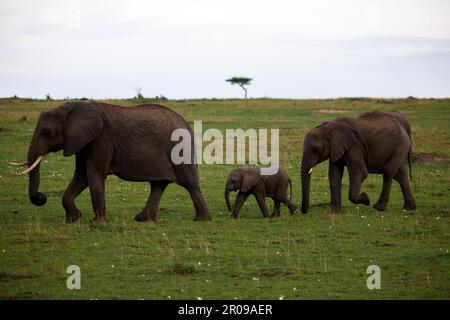 Un troupeau d'éléphants africains marchant dans un champ herbacé par une journée nuageux Banque D'Images