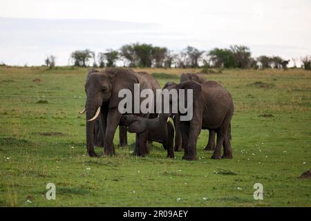 Un troupeau d'éléphants africains marchant dans un champ herbacé par une journée nuageux Banque D'Images