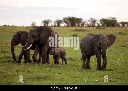 Un troupeau d'éléphants africains marchant dans un champ herbacé par une journée nuageux Banque D'Images