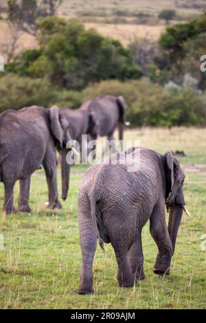 Un troupeau d'éléphants africains marchant dans un champ herbacé par une journée nuageux Banque D'Images