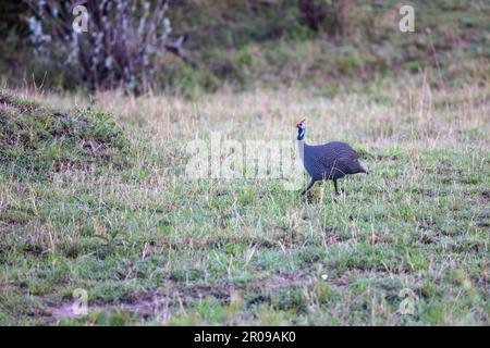 Un charme sudiste (Bucorvus leadbeateri) debout dans un champ herbacé Banque D'Images