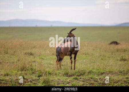 Une gazelle gracieuse se dresse dans un champ herbacé sur une vaste plaine ouverte Banque D'Images